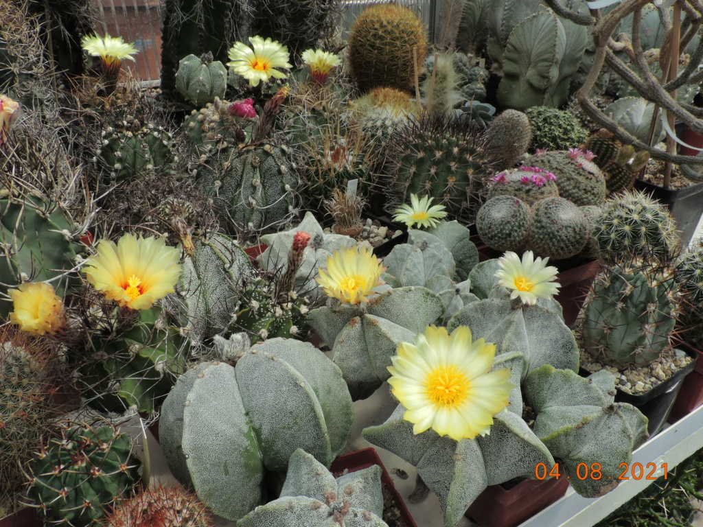 Cacti and Sukkulent in Köln, every day new flowers in the greenhouse Part 265 Bild8518