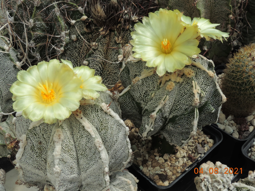 Cacti and Sukkulent in Köln, every day new flowers in the greenhouse Part 265 Bild8520