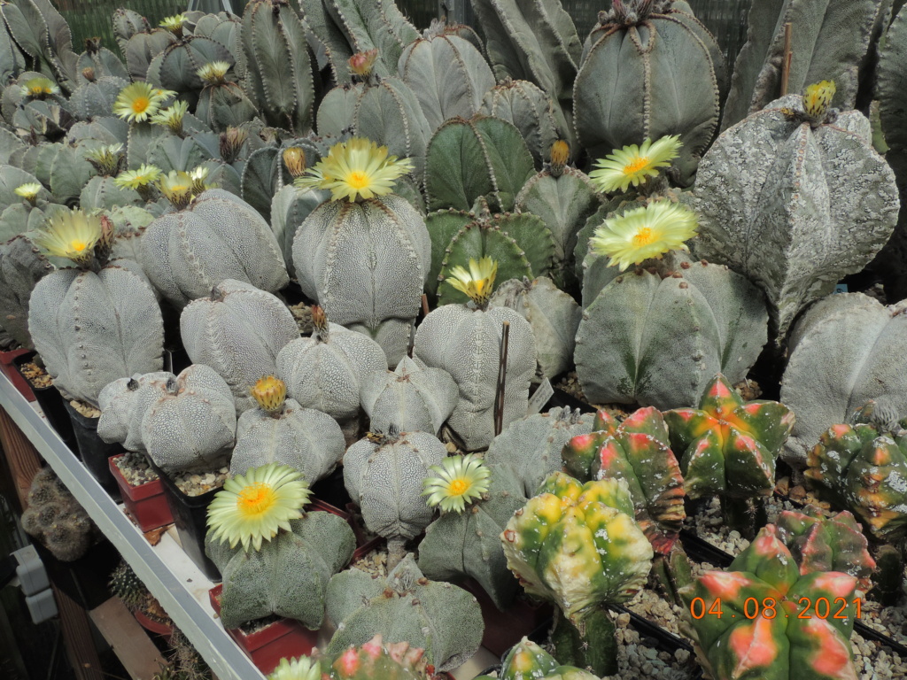 Cacti and Sukkulent in Köln, every day new flowers in the greenhouse Part 265 Bild8521