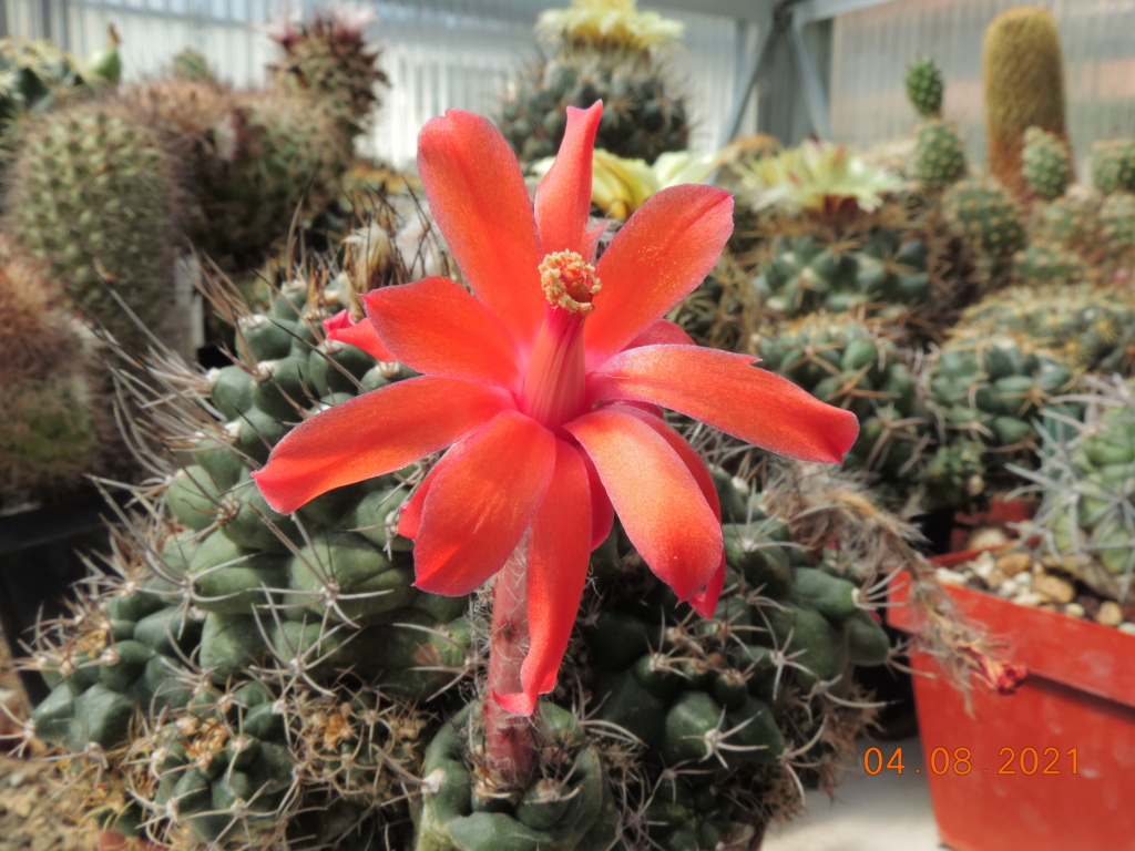 Cacti and Sukkulent in Köln, every day new flowers in the greenhouse Part 265 Bild8525