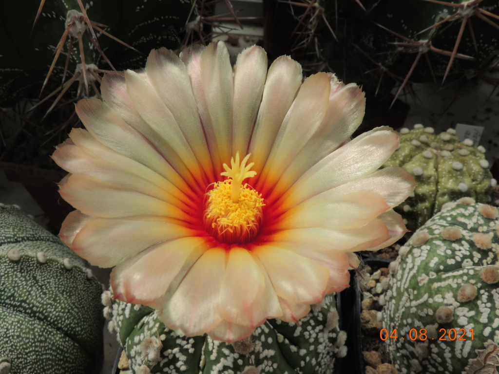 Cacti and Sukkulent in Köln, every day new flowers in the greenhouse Part 265 Bild8530