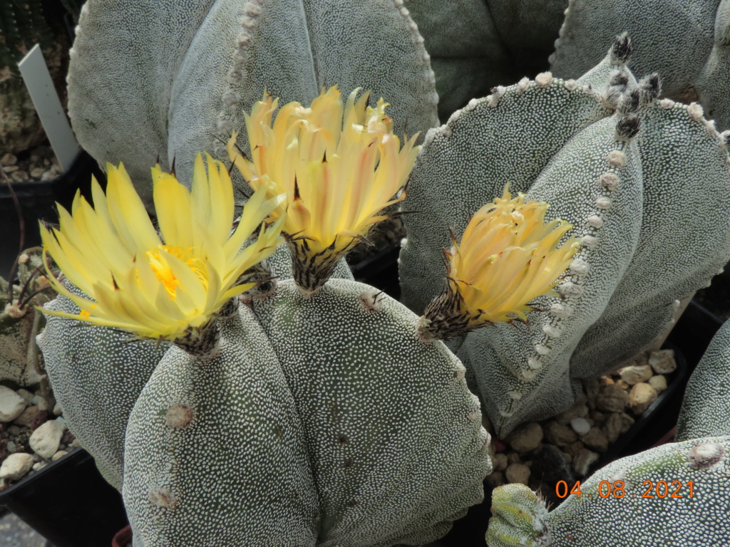 Cacti and Sukkulent in Köln, every day new flowers in the greenhouse Part 265 Bild8532
