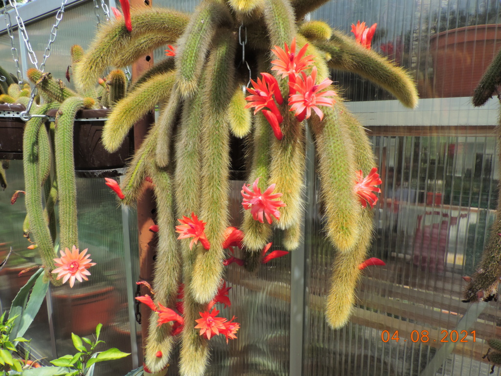 Cacti and Sukkulent in Köln, every day new flowers in the greenhouse Part 265 Bild8533