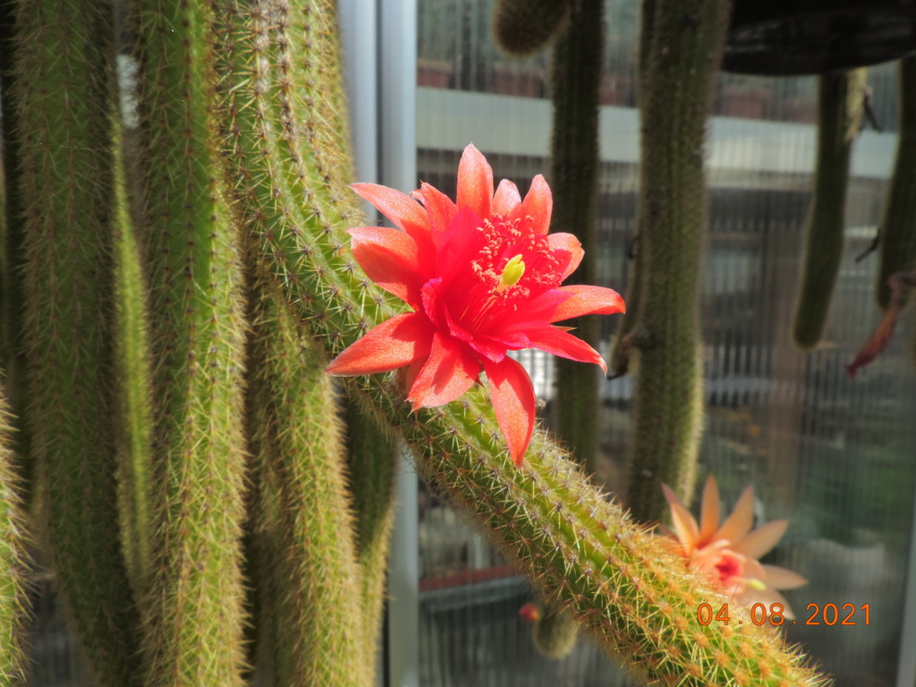 Cacti and Sukkulent in Köln, every day new flowers in the greenhouse Part 265 Bild8535