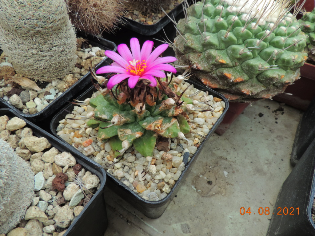 Cacti and Sukkulent in Köln, every day new flowers in the greenhouse Part 265 Bild8540