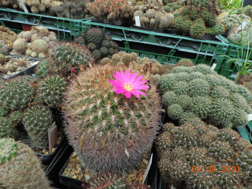 Cacti and Sukkulent in Köln, every day new flowers in the greenhouse Part 265 Bild8542