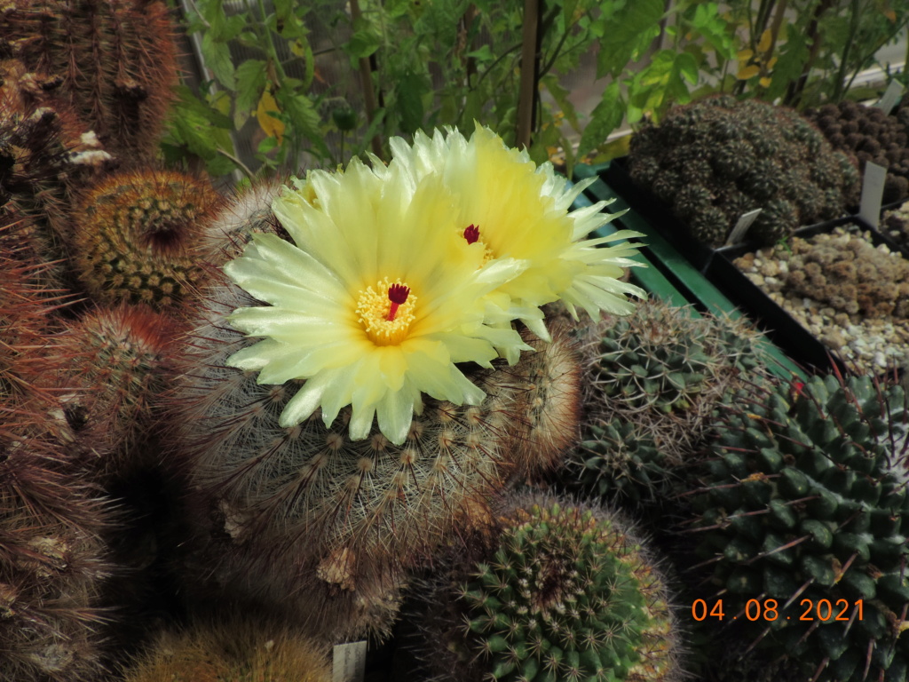 Cacti and Sukkulent in Köln, every day new flowers in the greenhouse Part 265 Bild8543