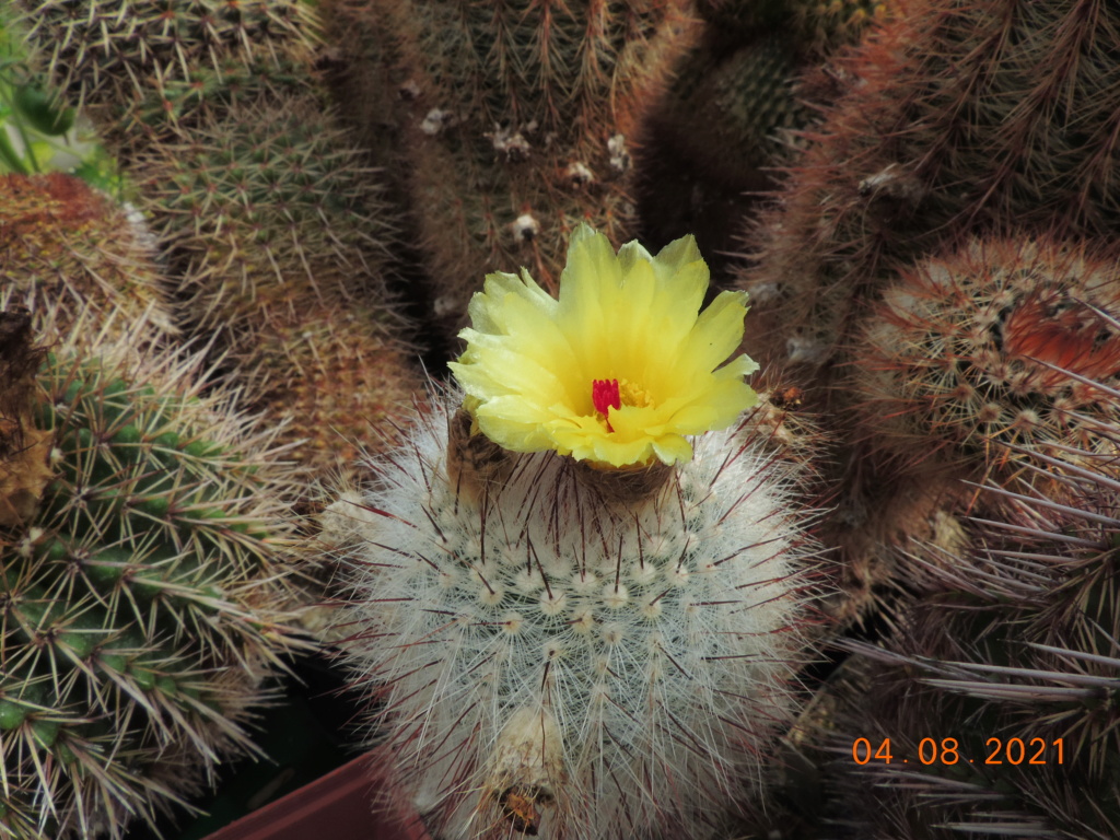 Cacti and Sukkulent in Köln, every day new flowers in the greenhouse Part 265 Bild8544