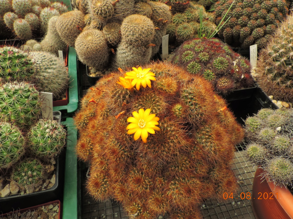 Cacti and Sukkulent in Köln, every day new flowers in the greenhouse Part 265 Bild8546