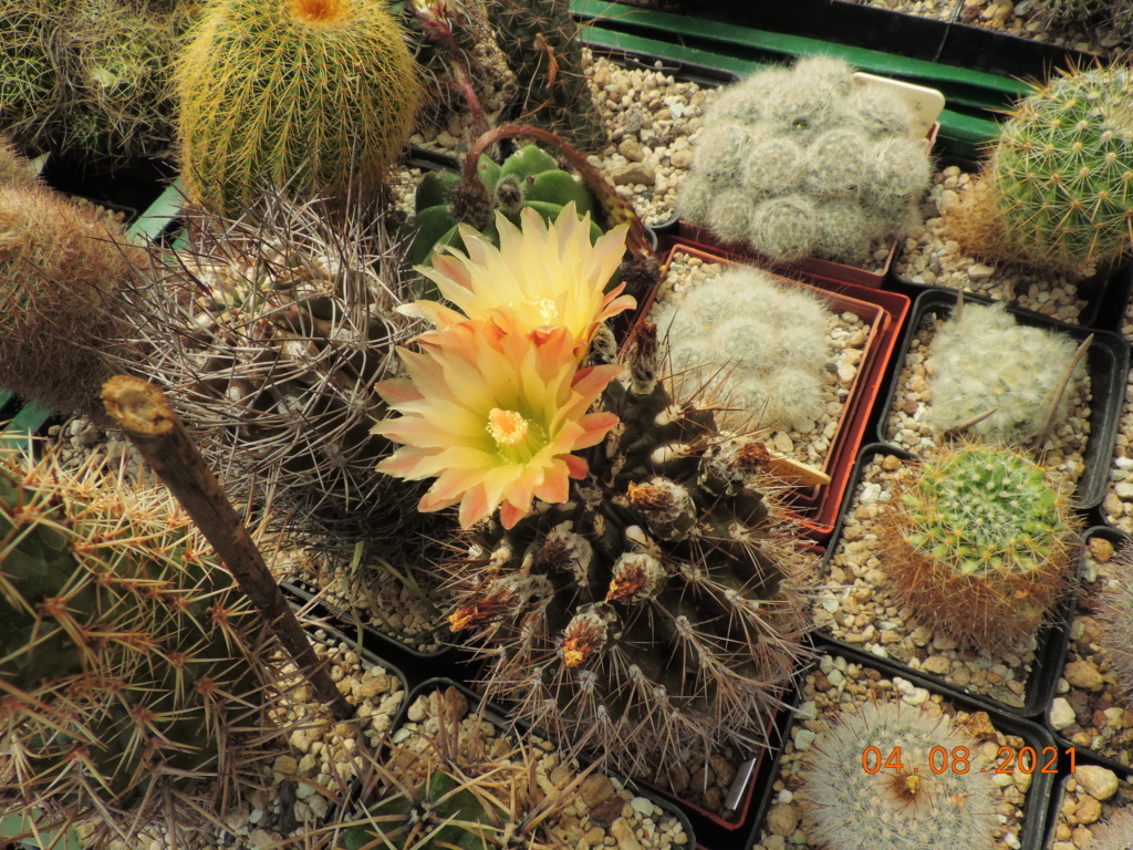 Cacti and Sukkulent in Köln, every day new flowers in the greenhouse Part 265 Bild8547