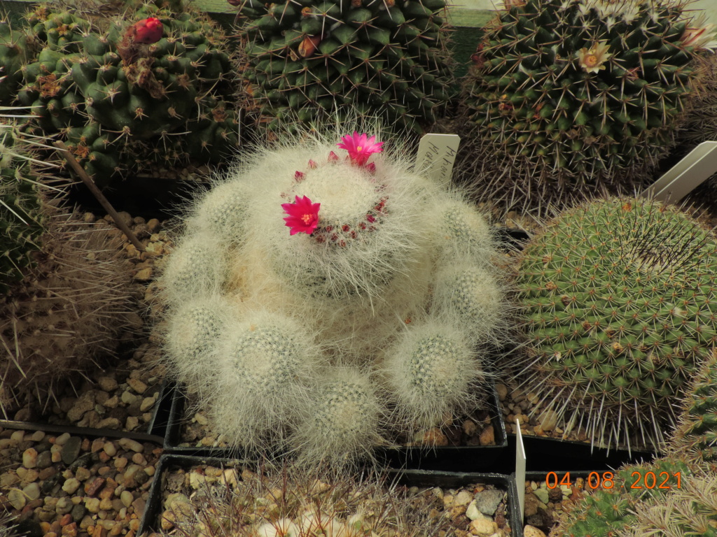 Cacti and Sukkulent in Köln, every day new flowers in the greenhouse Part 265 Bild8548