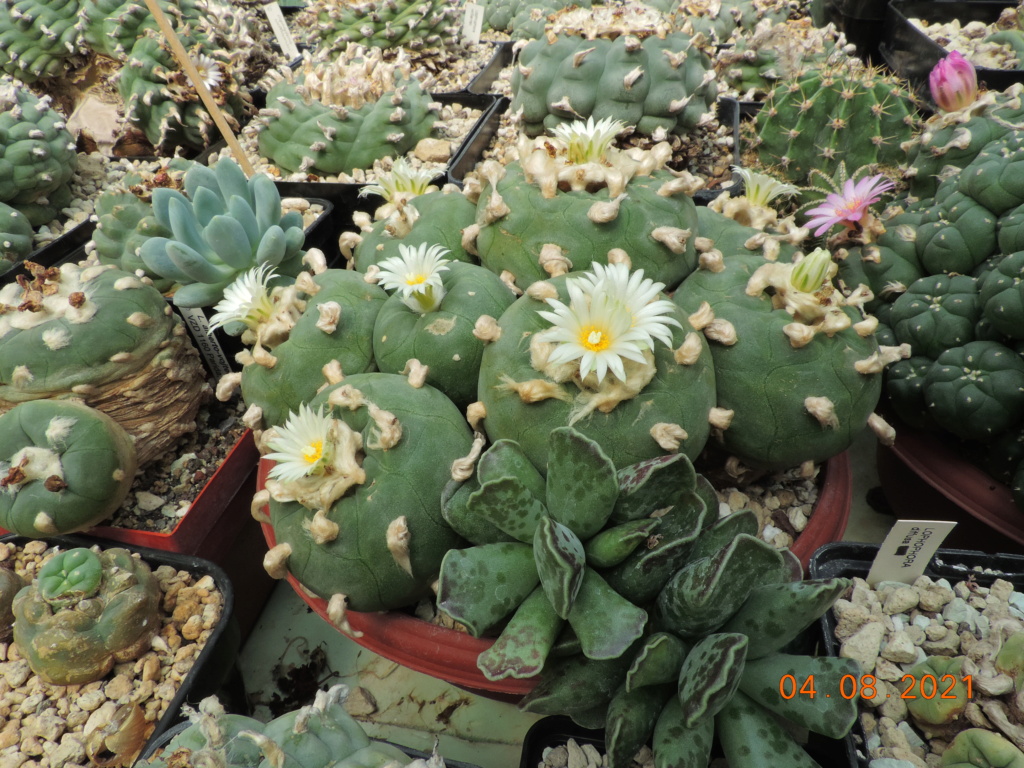 Cacti and Sukkulent in Köln, every day new flowers in the greenhouse Part 265 Bild8551
