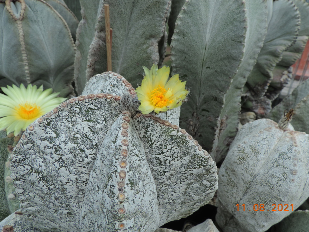 Cacti and Sukkulent in Köln, every day new flowers in the greenhouse Part 265 Bild8555