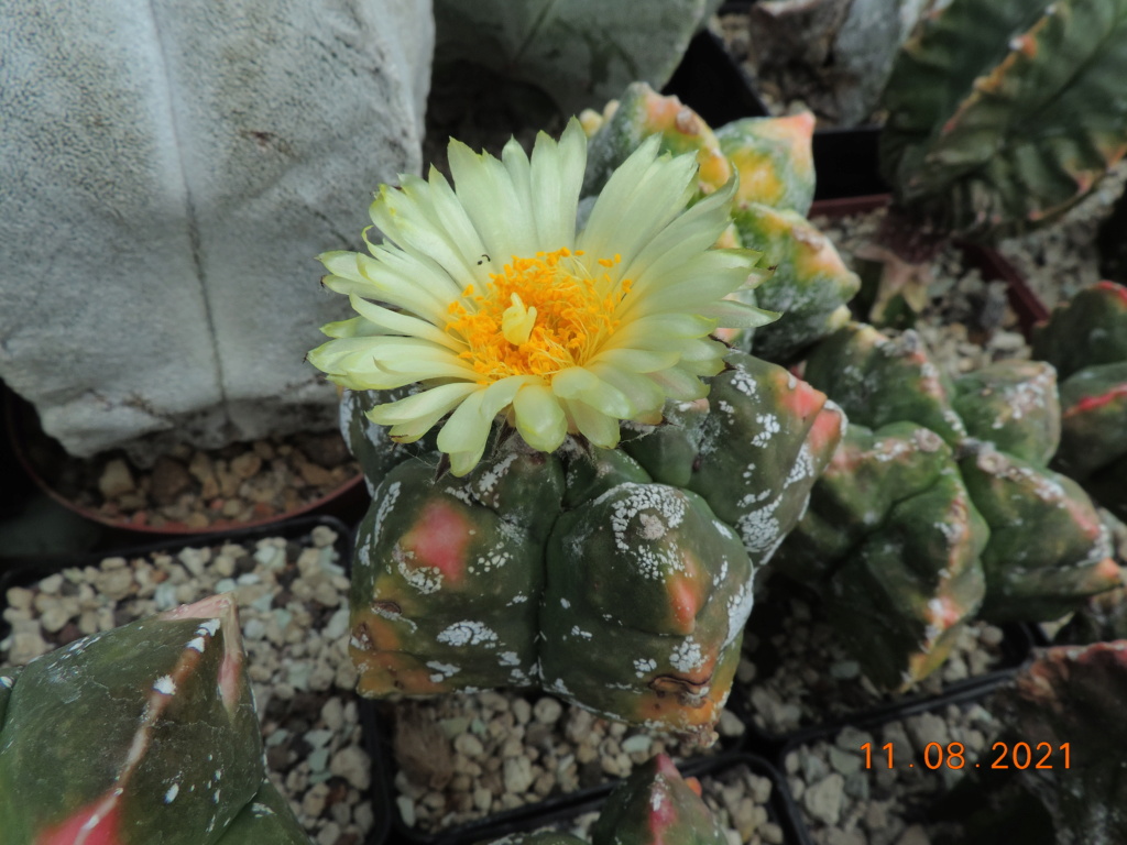 Cacti and Sukkulent in Köln, every day new flowers in the greenhouse Part 265 Bild8556