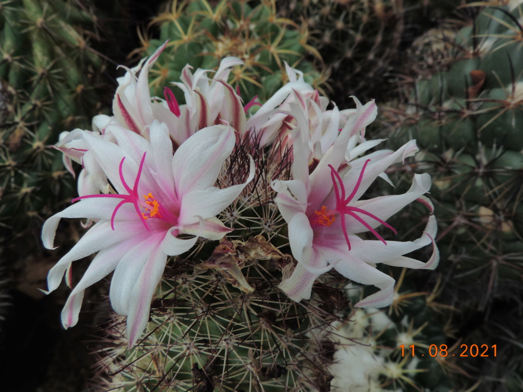 Cacti and Sukkulent in Köln, every day new flowers in the greenhouse Part 265 Bild8557