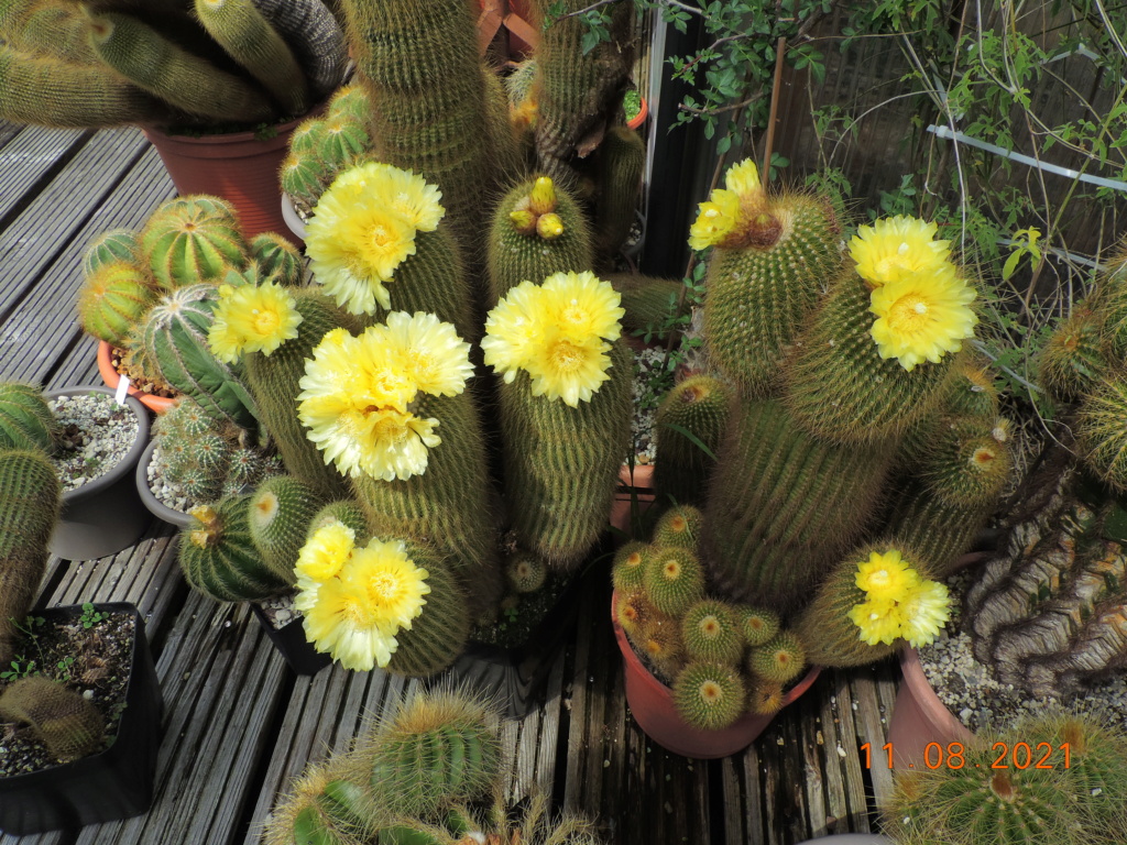 Cacti and Sukkulent in Köln, every day new flowers in the greenhouse Part 265 Bild8558