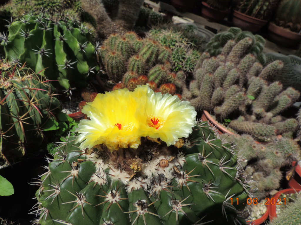 Cacti and Sukkulent in Köln, every day new flowers in the greenhouse Part 265 Bild8559
