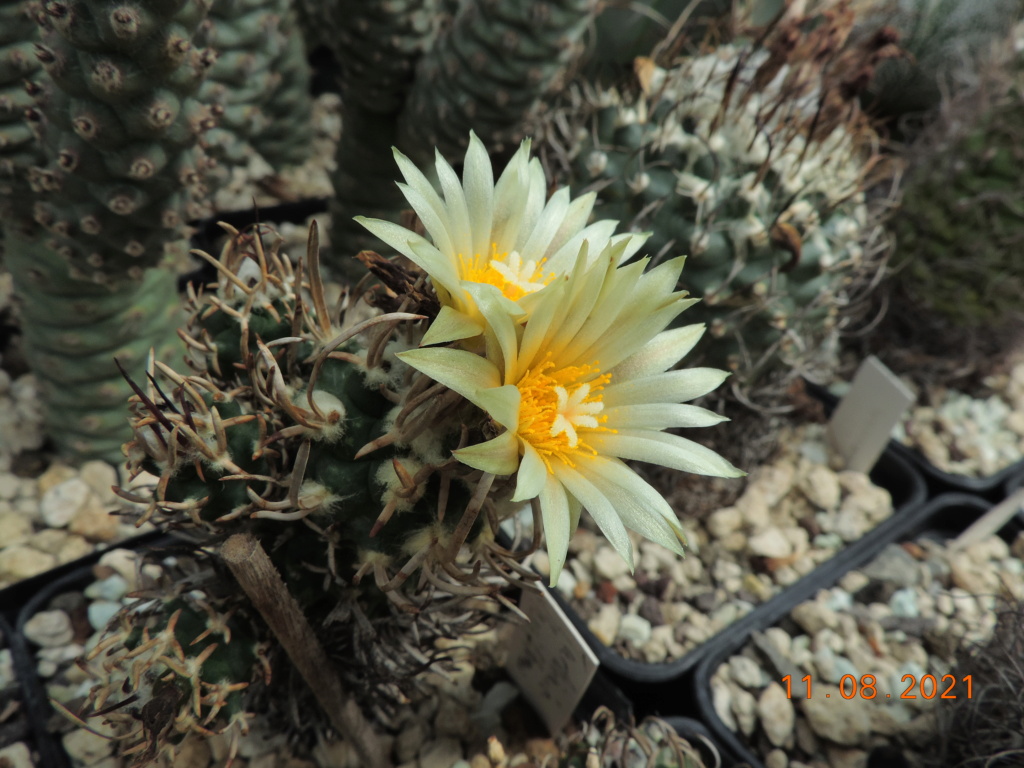 Cacti and Sukkulent in Köln, every day new flowers in the greenhouse Part 265 Bild8560