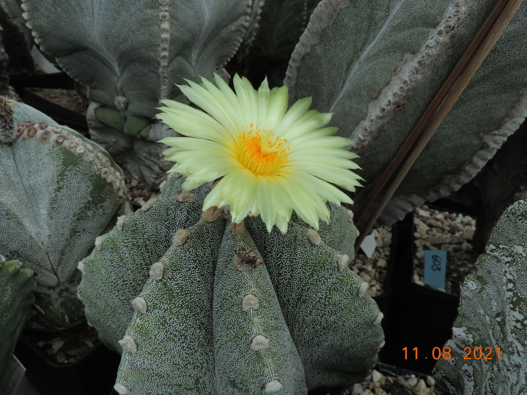 Cacti and Sukkulent in Köln, every day new flowers in the greenhouse Part 265 Bild8562