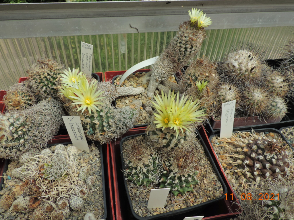 Cacti and Sukkulent in Köln, every day new flowers in the greenhouse Part 265 Bild8569