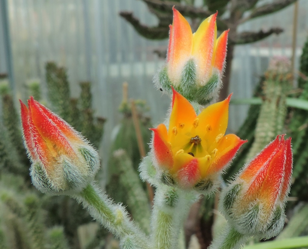 Cacti and Sukkulent in Köln, every day new flowers in the greenhouse Part 265 Bild8575