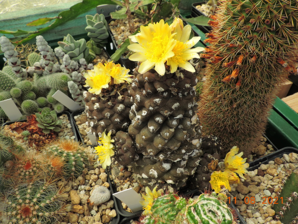 Cacti and Sukkulent in Köln, every day new flowers in the greenhouse Part 265 Bild8576