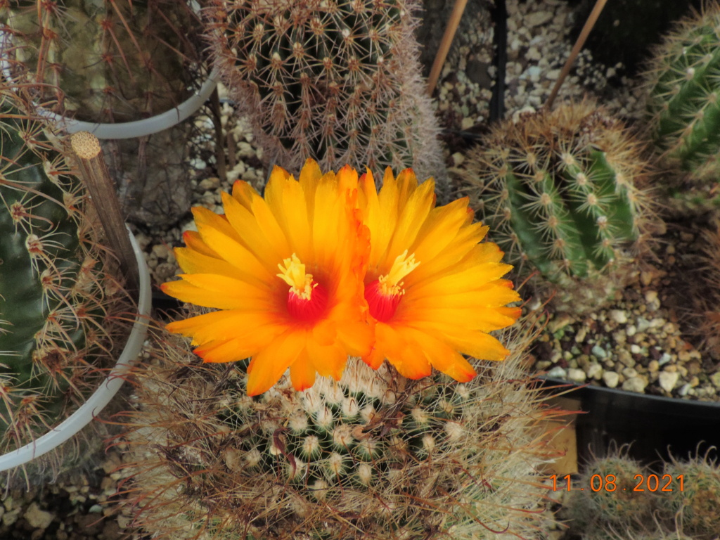 Cacti and Sukkulent in Köln, every day new flowers in the greenhouse Part 265 Bild8577