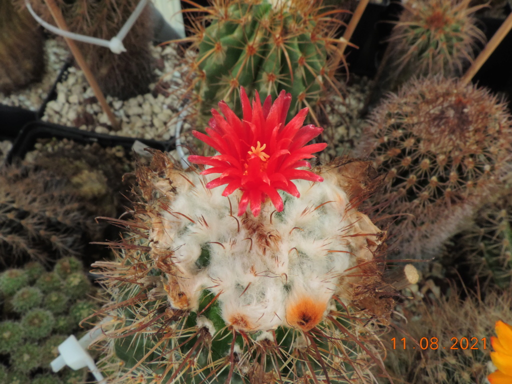 Cacti and Sukkulent in Köln, every day new flowers in the greenhouse Part 265 Bild8578