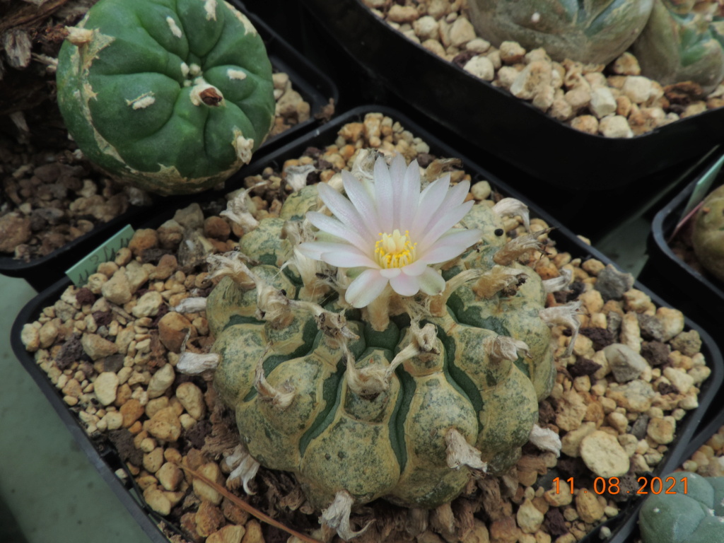 Cacti and Sukkulent in Köln, every day new flowers in the greenhouse Part 265 Bild8580