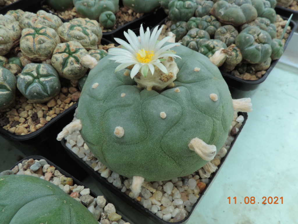Cacti and Sukkulent in Köln, every day new flowers in the greenhouse Part 265 Bild8581
