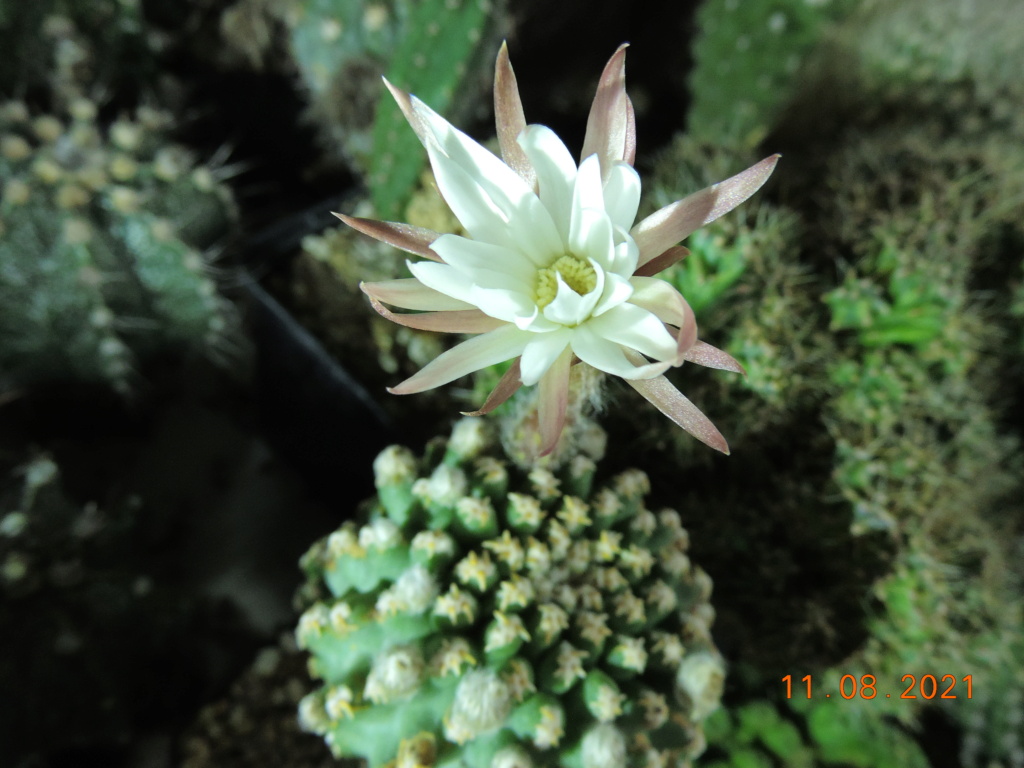Cacti and Sukkulent in Köln, every day new flowers in the greenhouse Part 265 Bild8582