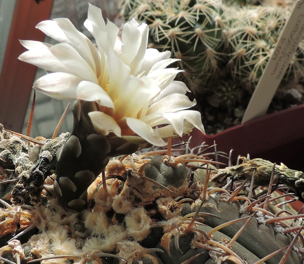 Cacti and Sukkulent in Köln, every day new flowers in the greenhouse Part 265 Bild8586