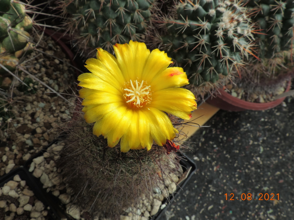 Cacti and Sukkulent in Köln, every day new flowers in the greenhouse Part 265 Bild8594