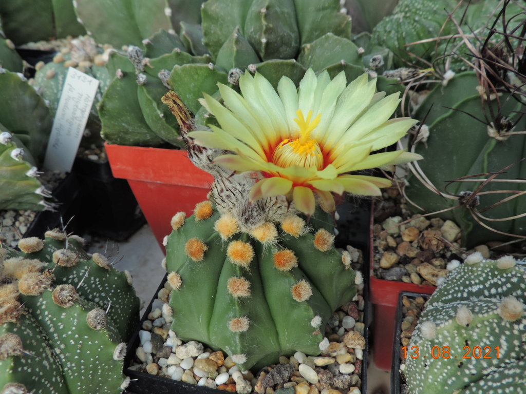 Cacti and Sukkulent in Köln, every day new flowers in the greenhouse Part 265 Bild8599