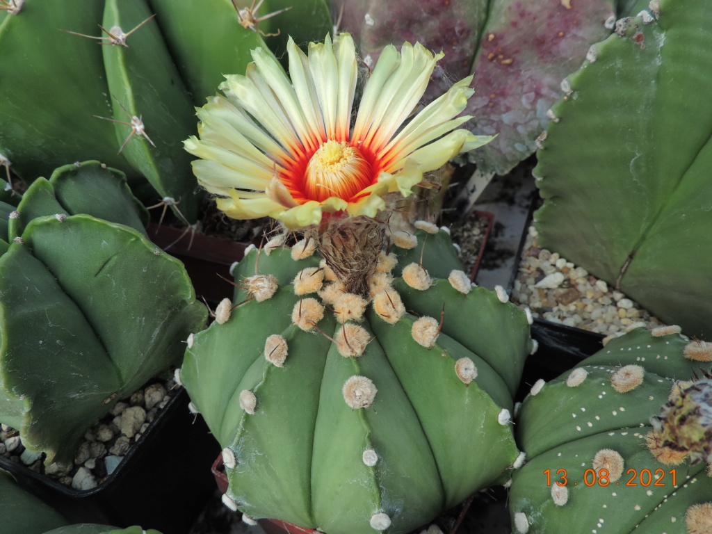 Cacti and Sukkulent in Köln, every day new flowers in the greenhouse Part 265 Bild8600