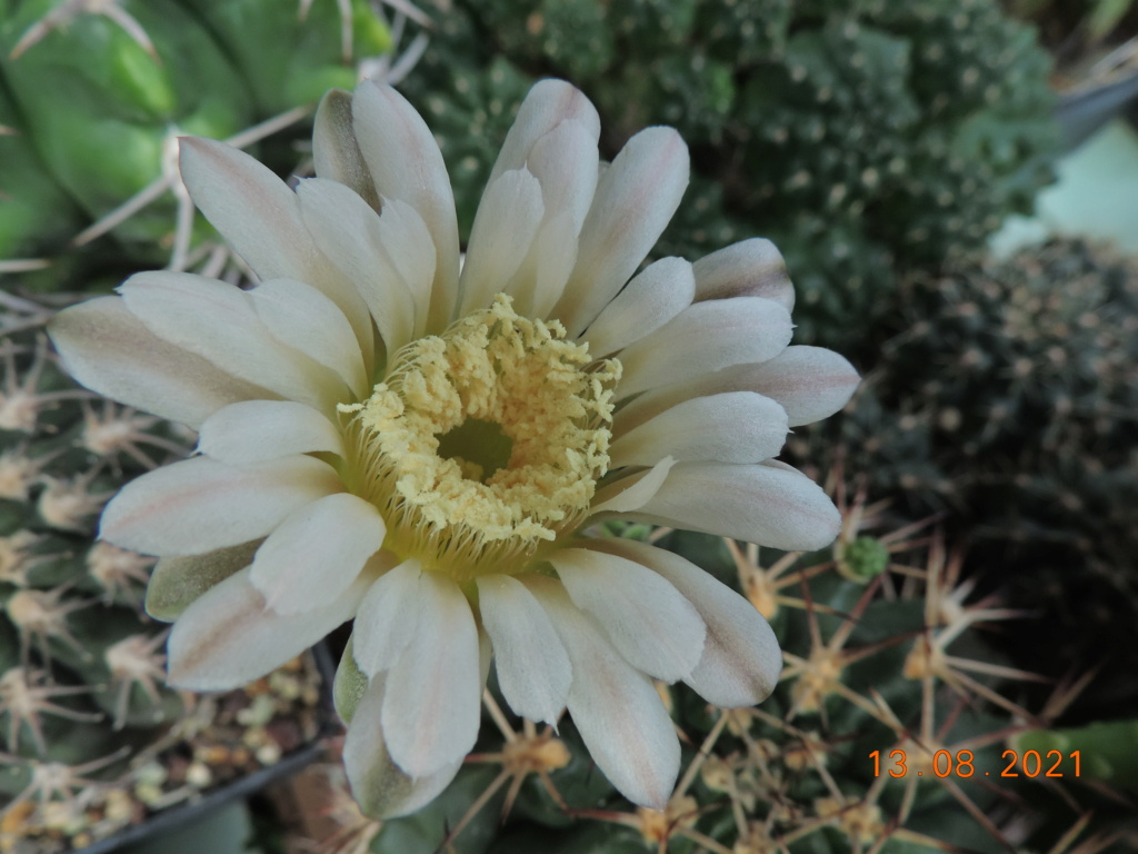 Cacti and Sukkulent in Köln, every day new flowers in the greenhouse Part 265 Bild8603