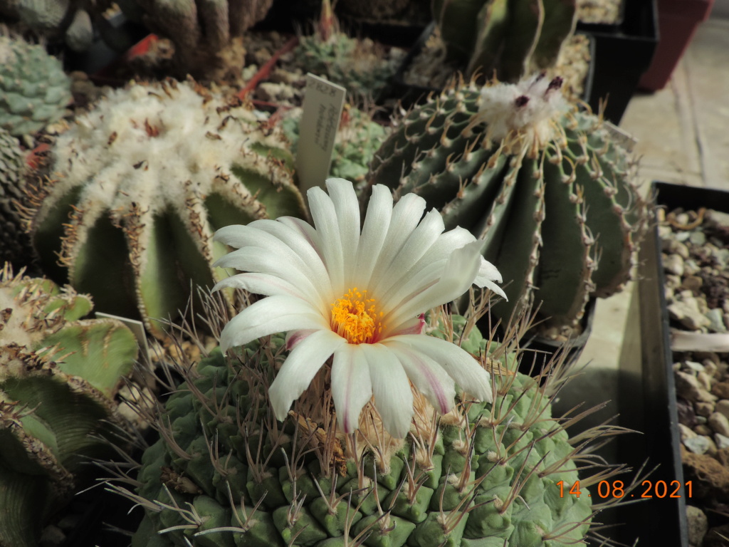 Cacti and Sukkulent in Köln, every day new flowers in the greenhouse Part 266 Bild8626