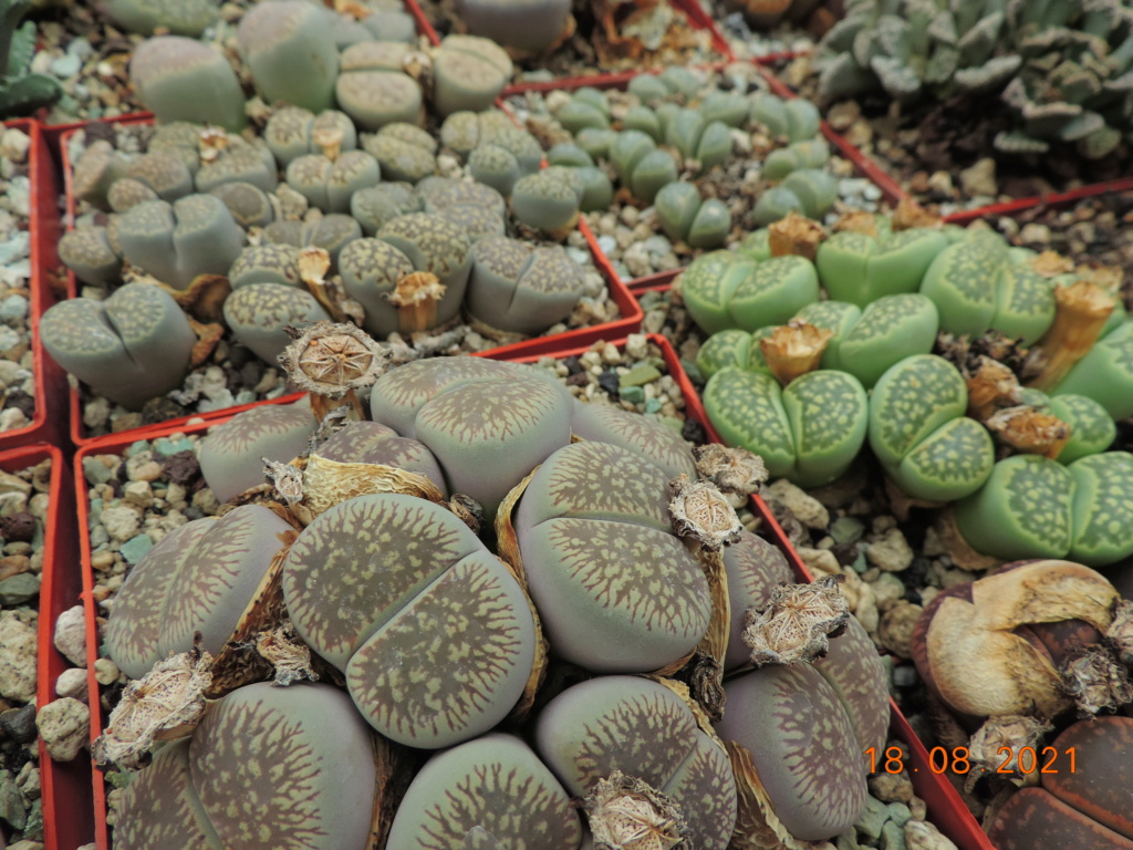 Cacti and Sukkulent in Köln, every day new flowers in the greenhouse Part 266 Bild8659