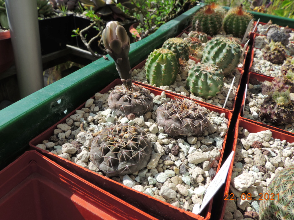 Cacti and Sukkulent in Köln, every day new flowers in the greenhouse Part 266 Bild8680