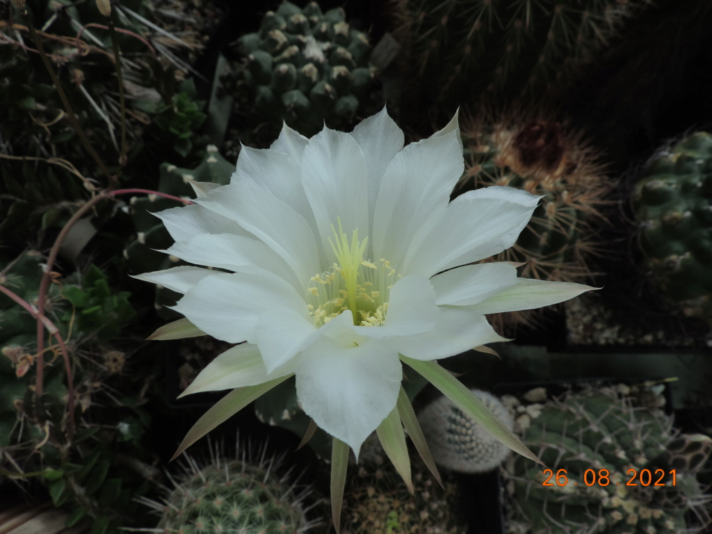Cacti and Sukkulent in Köln, every day new flowers in the greenhouse Part 267 Bild8701