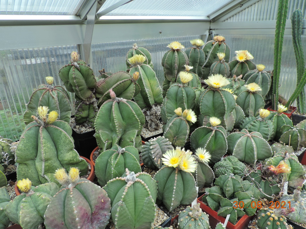 Cacti and Sukkulent in Köln, every day new flowers in the greenhouse Part 267 Bild8715