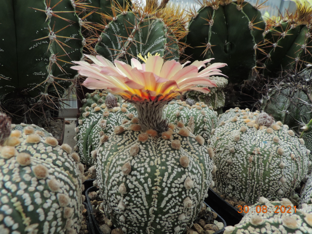 Cacti and Sukkulent in Köln, every day new flowers in the greenhouse Part 267 Bild8720