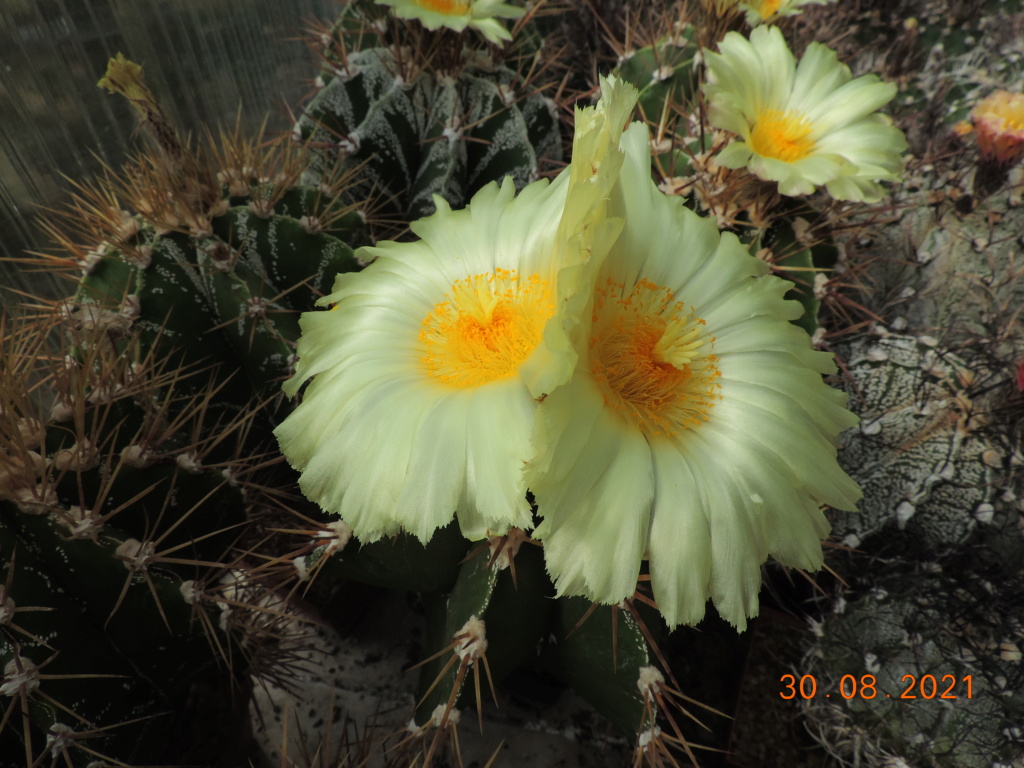Cacti and Sukkulent in Köln, every day new flowers in the greenhouse Part 267 Bild8721