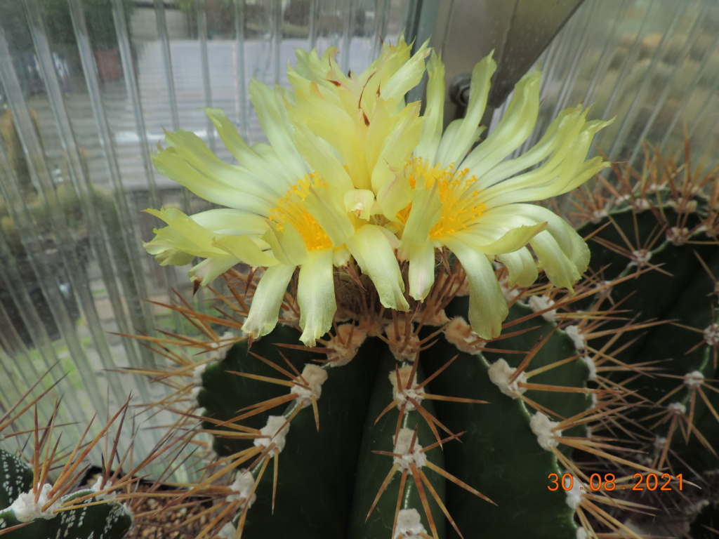 Cacti and Sukkulent in Köln, every day new flowers in the greenhouse Part 267 Bild8722