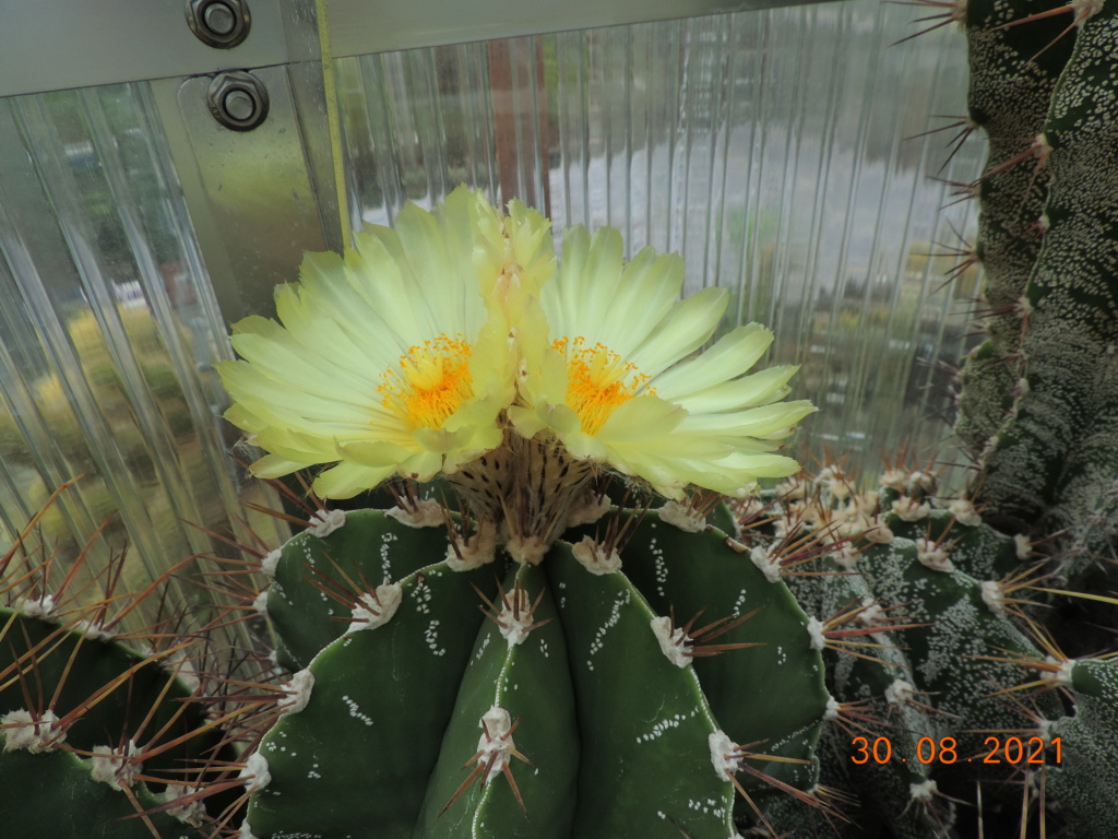 Cacti and Sukkulent in Köln, every day new flowers in the greenhouse Part 267 Bild8724