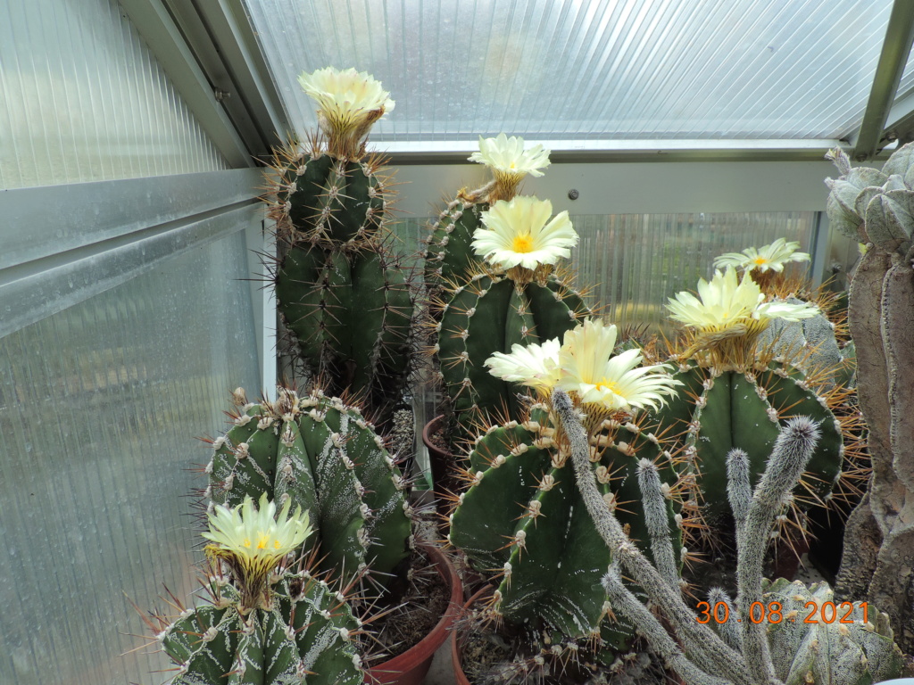 Cacti and Sukkulent in Köln, every day new flowers in the greenhouse Part 267 Bild8725