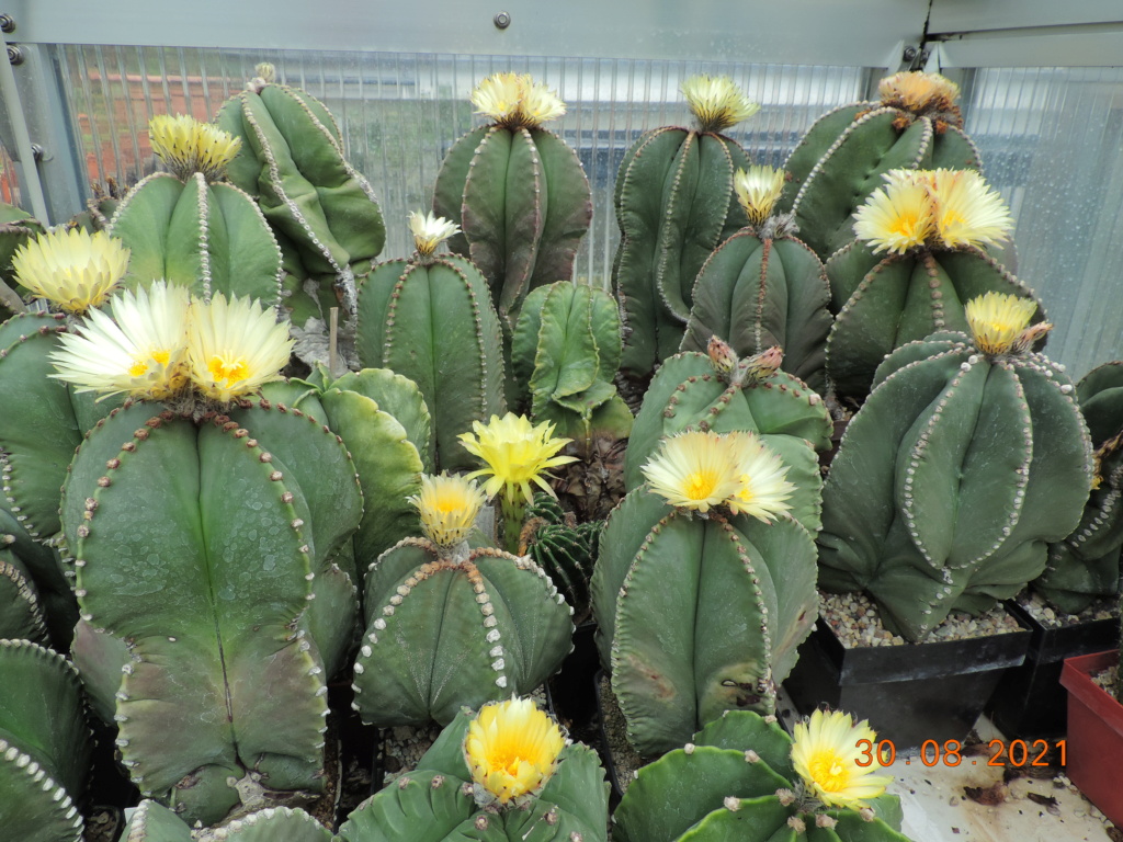 Cacti and Sukkulent in Köln, every day new flowers in the greenhouse Part 267 Bild8726