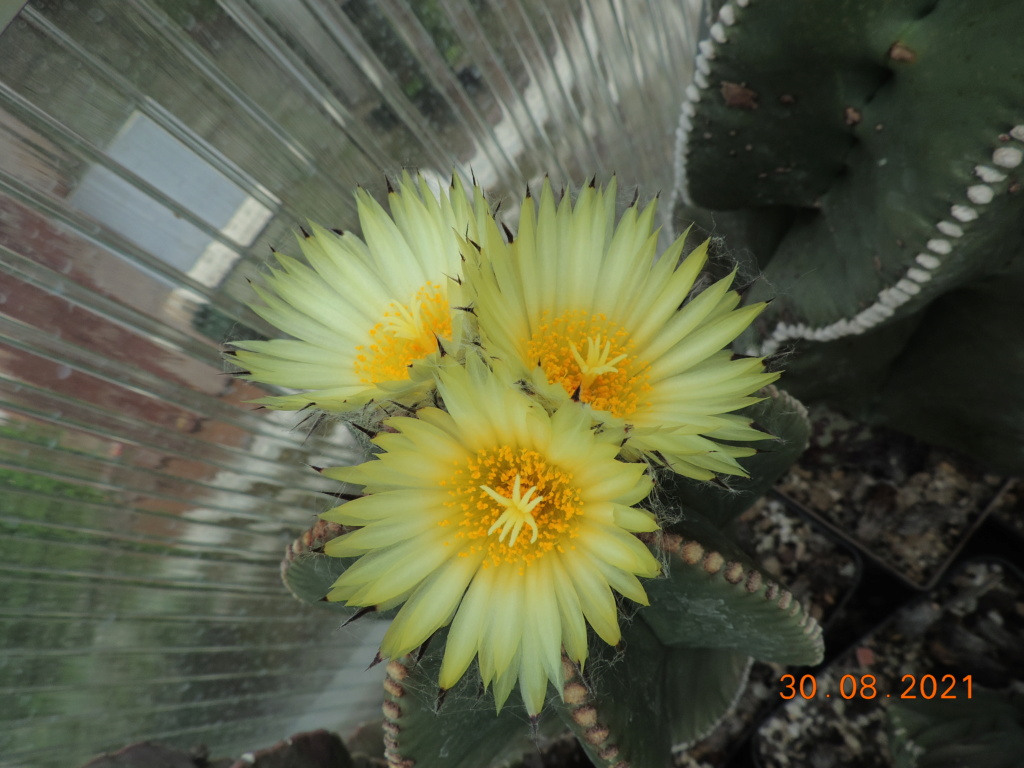 Cacti and Sukkulent in Köln, every day new flowers in the greenhouse Part 267 Bild8729