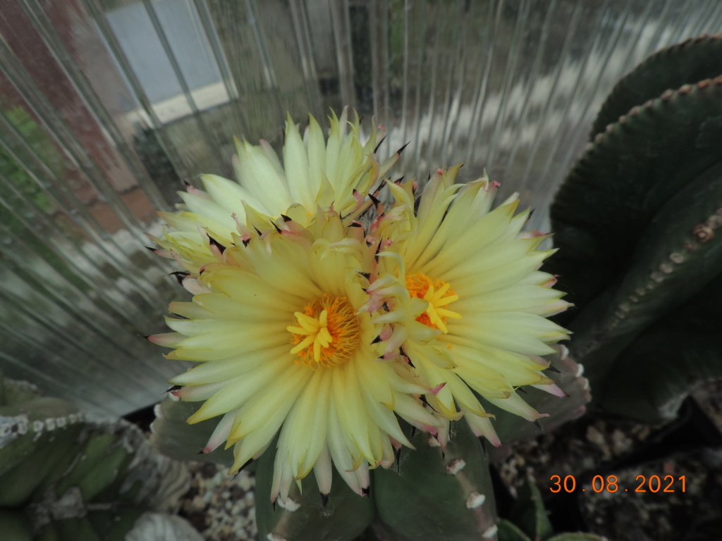 Cacti and Sukkulent in Köln, every day new flowers in the greenhouse Part 267 Bild8730