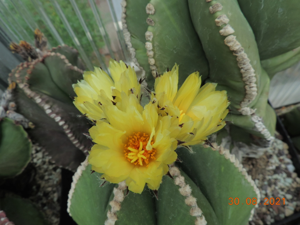 Cacti and Sukkulent in Köln, every day new flowers in the greenhouse Part 267 Bild8731